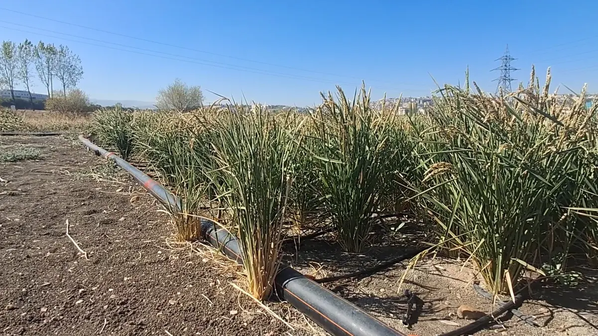 damla sulama ile celtik uretiminde su tasarrufu FhXtsSUO