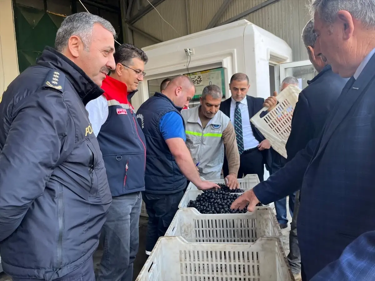 sarkoyde zeytin hasadi etkinligi YYniMi9X.jpg