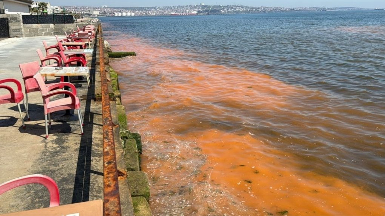 Tekirdağ Kıyılarındaki Alg Patlaması: Renk Değişimi Neden Oluyor?
