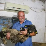 Avukatligi birakti besici oldu koyunlarina klimali ahir yaptirdi BjCzuuZ2